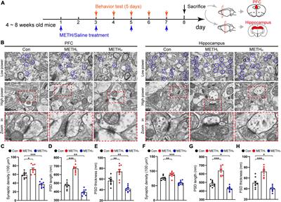 Low and high dose methamphetamine differentially regulate synaptic structural plasticity in cortex and hippocampus